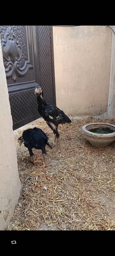 pure Aseel Full black