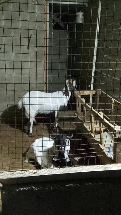 hoof cutting/ khur cutting service