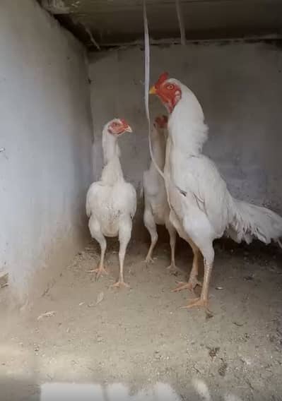 Aseel shamoo شامو