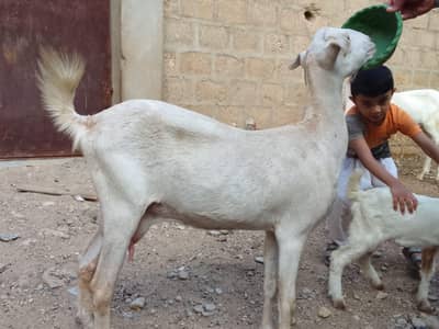 1 bakri 2 Bache he n health and Activ