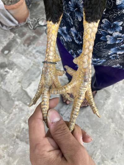 aseel murga for sale contact whatsapp 03447047374