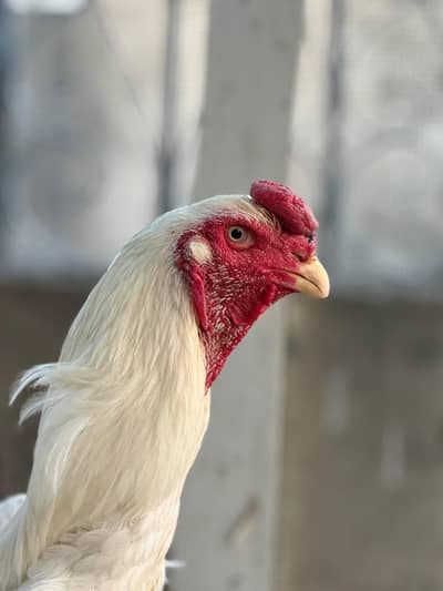 white Shamo full breeder