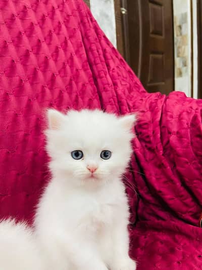 Persian cat for sale my WhatsApp number  03703659905