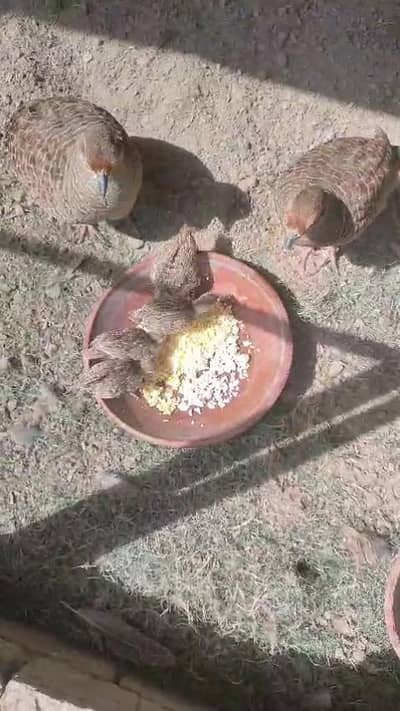 Dakhni tetar chicks