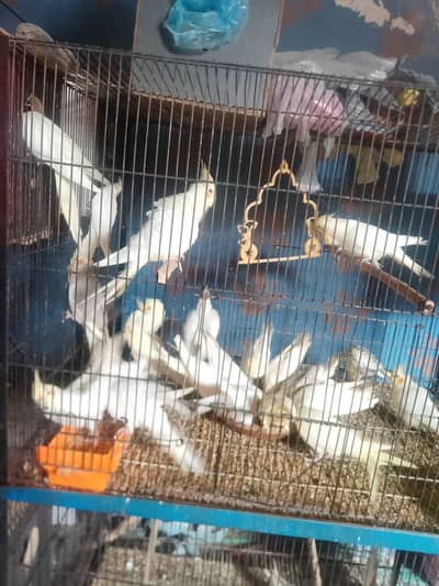 cocktails pathy pathiyan breeder for sale