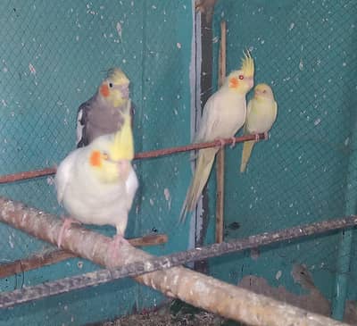 1 Male 3 Red Eyes Cockatiel Female For Sale