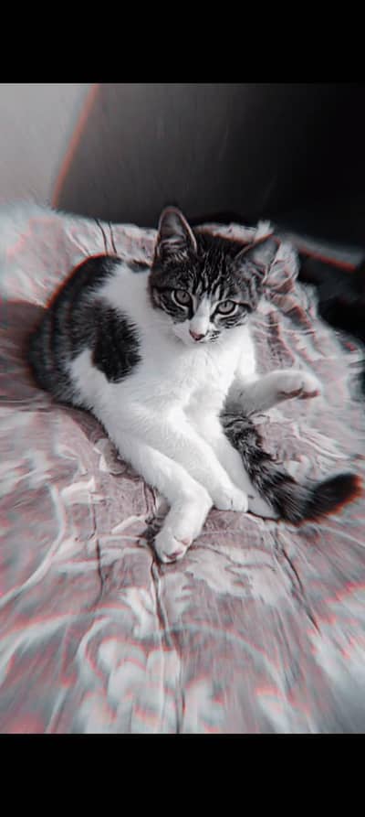 Others Cat hai 7 mahine ka hai Or boht smajh dar hai Ghar ki hai