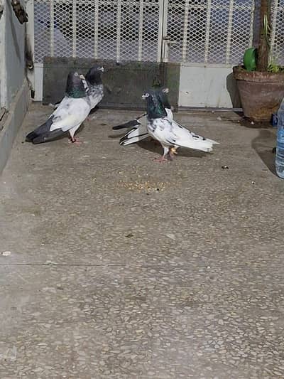 Teddy Breeder pair With Chicks