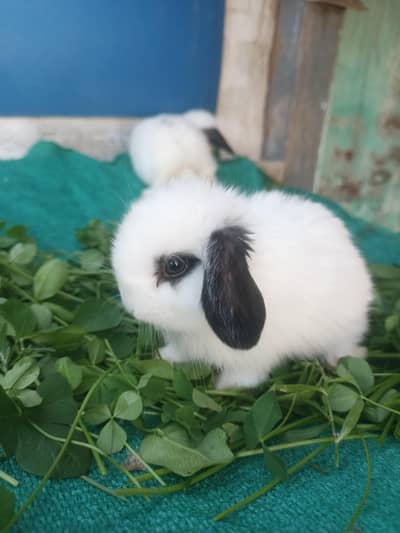 ہولینڈ لوپ خرگوش