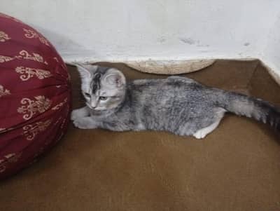 Persian kittens pair  (urgent sale)