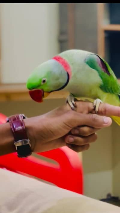 Kashmiri raw parrot for sale