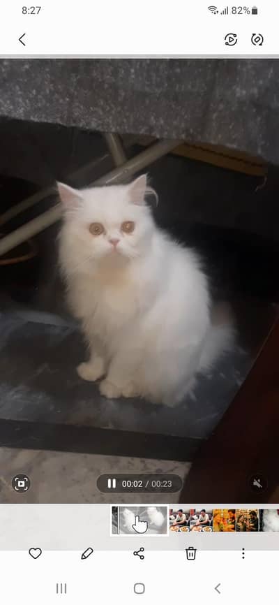 Punch face male hain