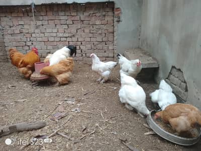 Heavy Golden Puff  Heavy White Puff