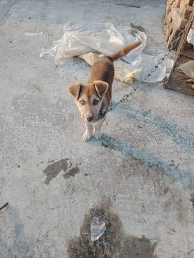Husky dog ha ak ankh blue ha or ak brown security dog ha