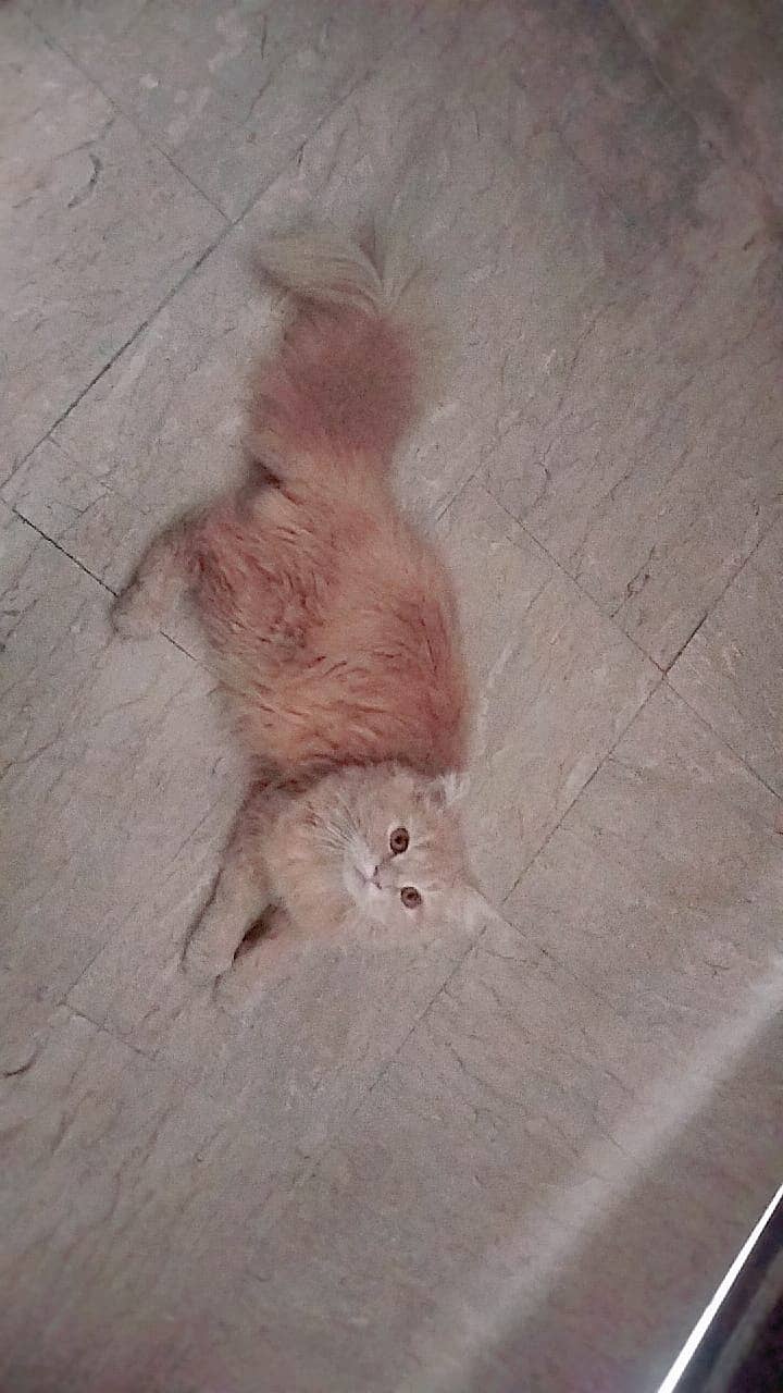 Persian 3