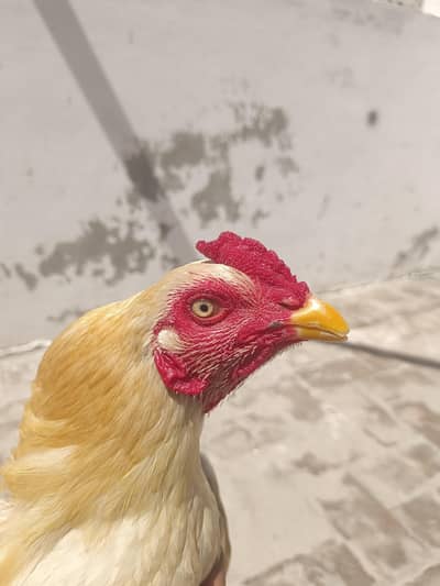 sontol phata 03114972547