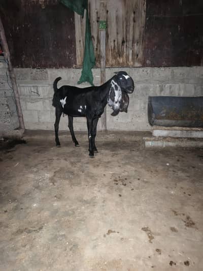 BEETAL NAGRA PUNJAB  KE ALA NASAL SHOQ WALI