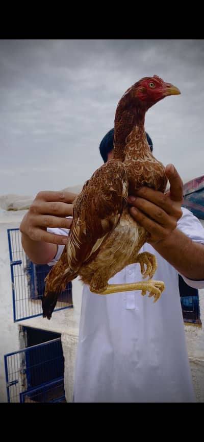 High quality hens for sale