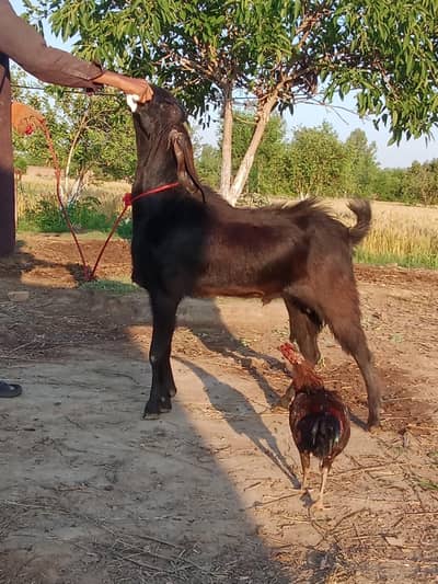 qurbani Wala Bakra Black