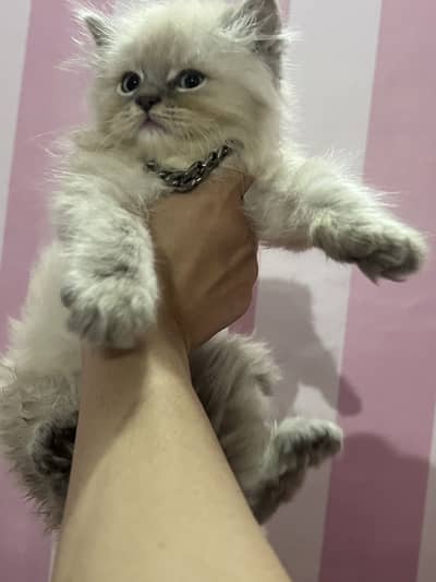 Persian kittens pair