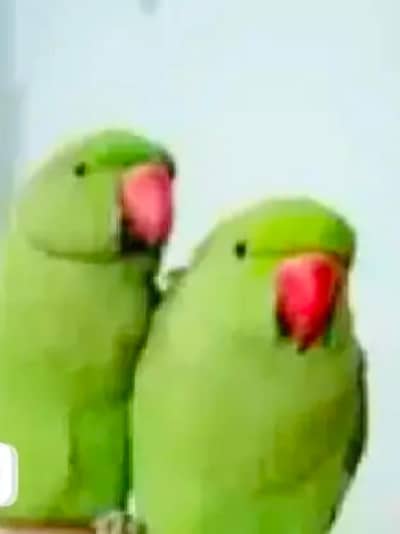 Jodi hai finl pasa 30000 hazar