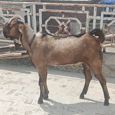 breeder nagra male abhi 2 teeth ho raha ha