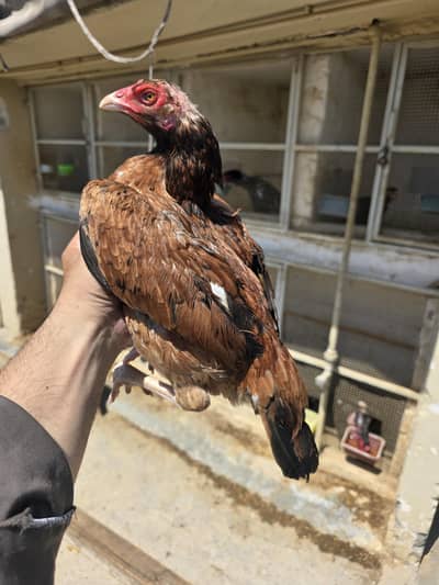 lakhi pathi frst tme egg laying