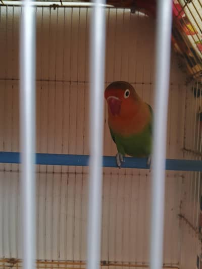 Fisher breeder female