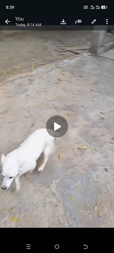 Siberian husky female dog