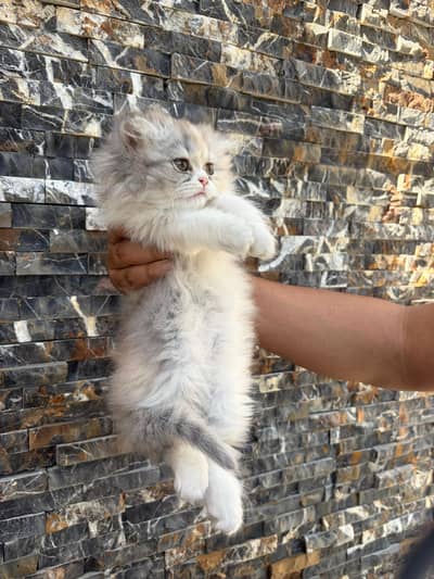 white fawn grey 2 months female kitten cat kitty Billi semi punch face