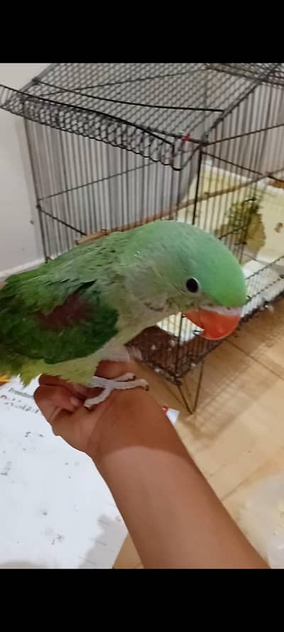 raw near to self chik for sale