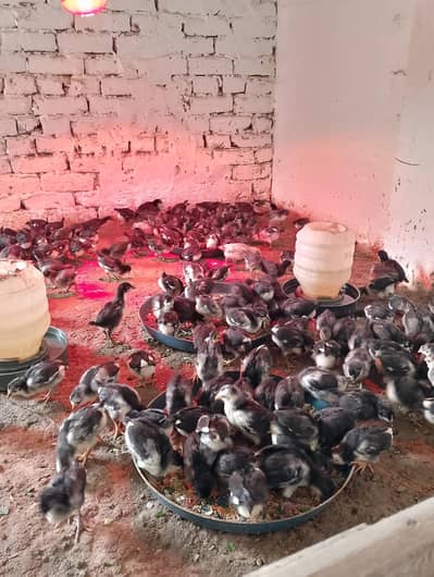 Black chicks for sale/Austrolop for sale