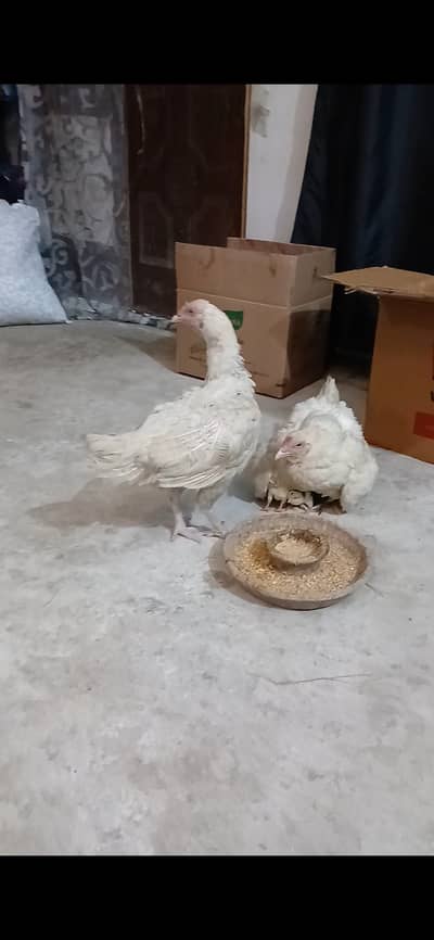 Heera Aseel hen for sale