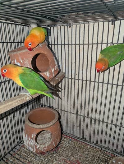 lovebird 4 pairs available