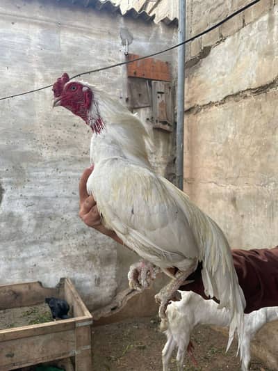 Heera male for sell high quality mazbot jor me