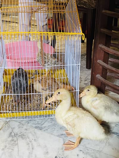 Healthy 4 Month Old Ducks for Sale – Fresh & Active