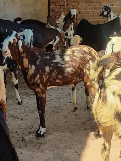 Qurbani Goats