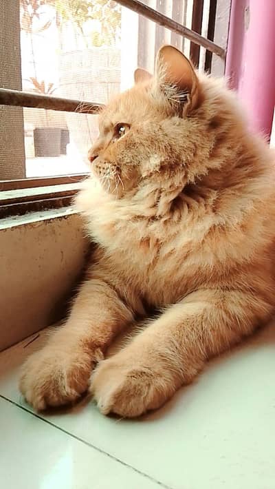 gumshuda cat please help kren jisko milega 10k iñam dungi 