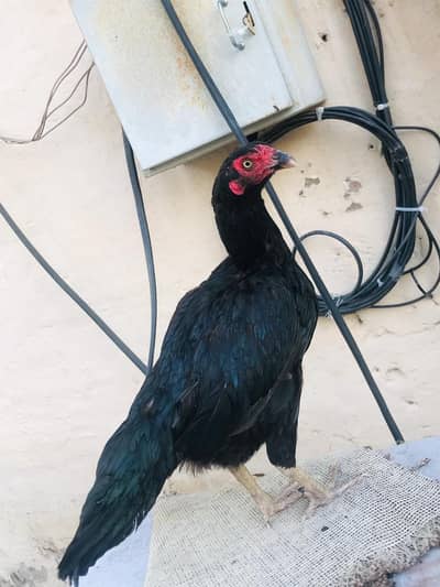 aseel murgi mushki madi (03136417097)