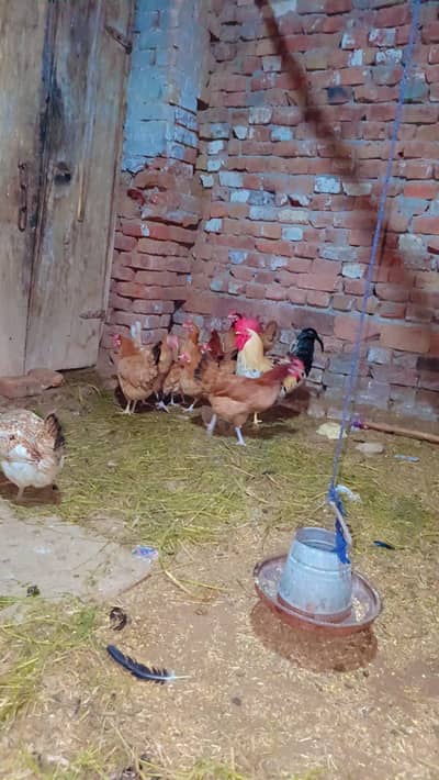 mashlallha andy dati ha sabi