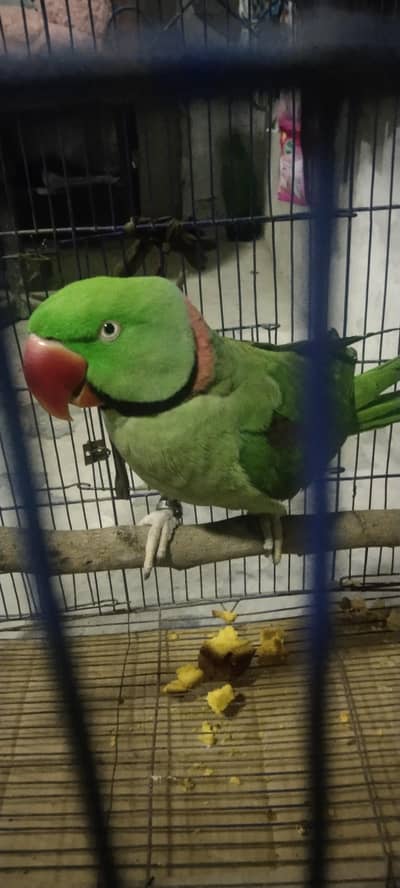 بریڈر طوطا ہے بہت اعلیٰ کوالٹی کا ہے