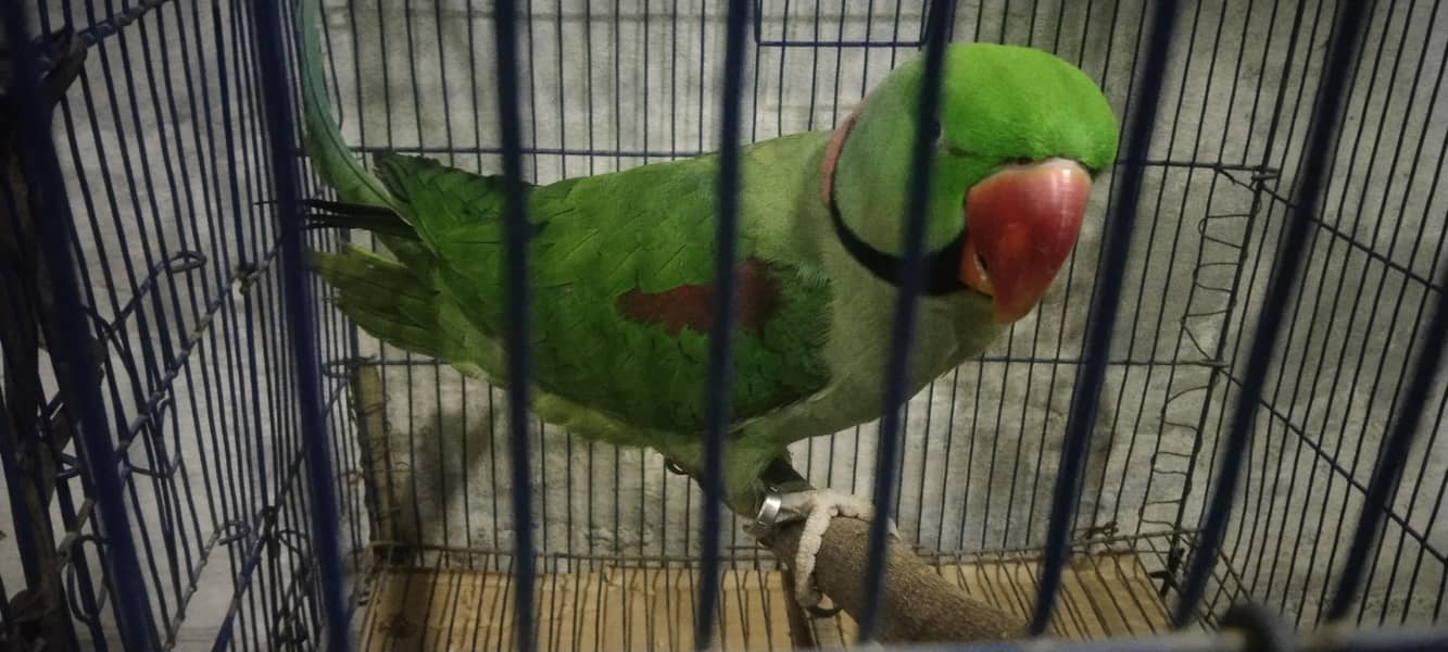 بریڈر طوطا ہے بہت اعلیٰ کوالٹی کا ہے 1