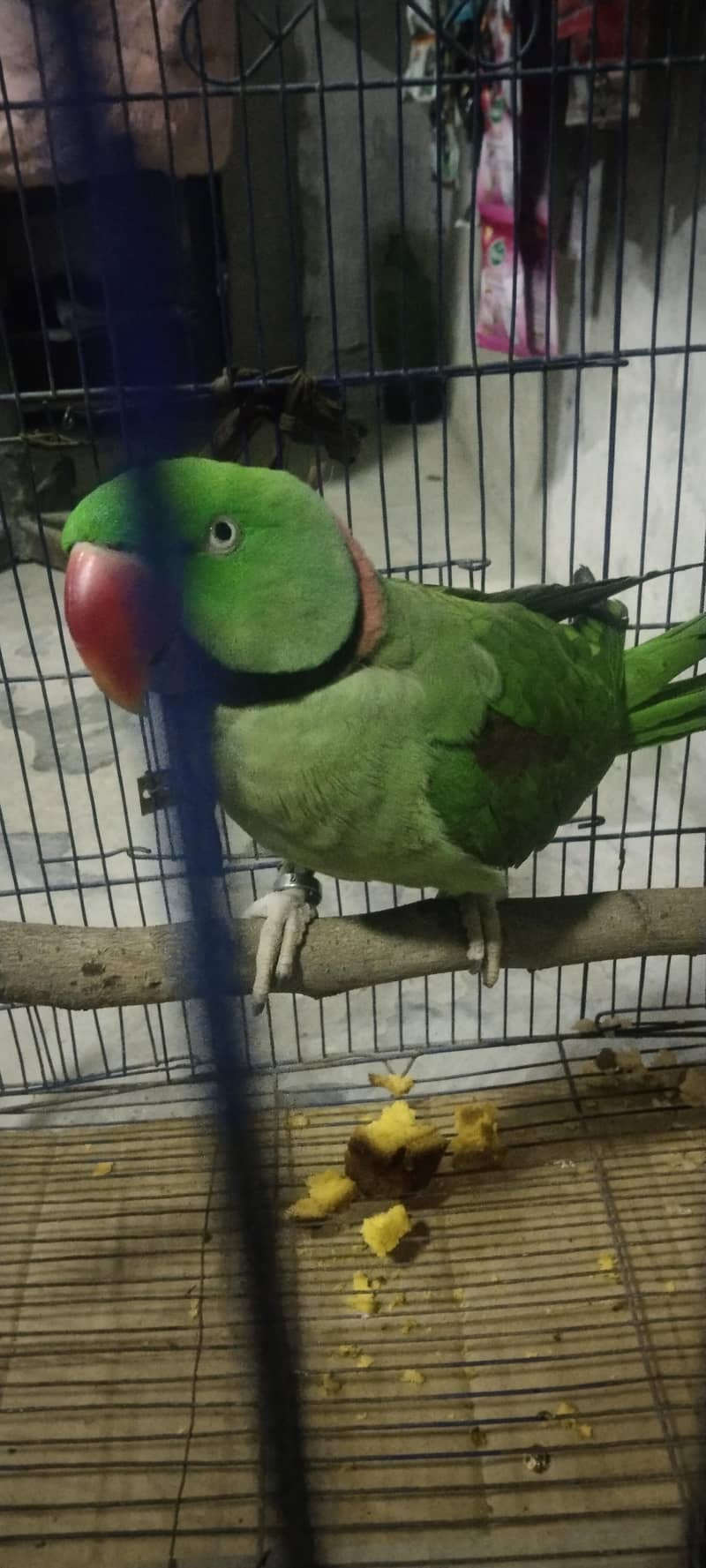 بریڈر طوطا ہے بہت اعلیٰ کوالٹی کا ہے 2