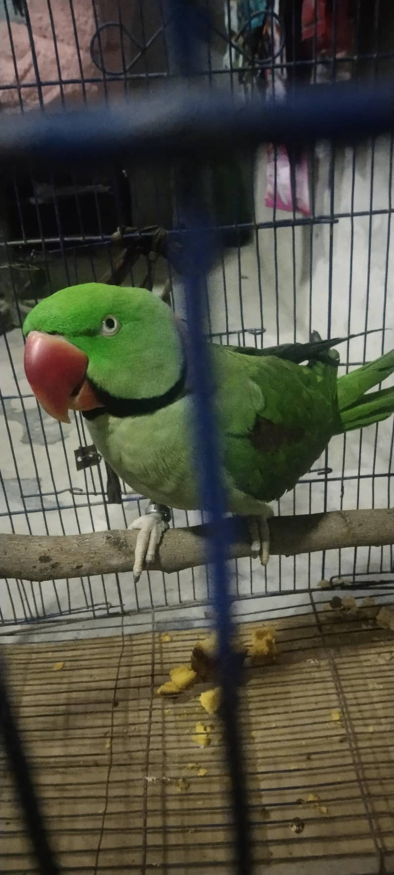 بریڈر طوطا ہے بہت اعلیٰ کوالٹی کا ہے 3