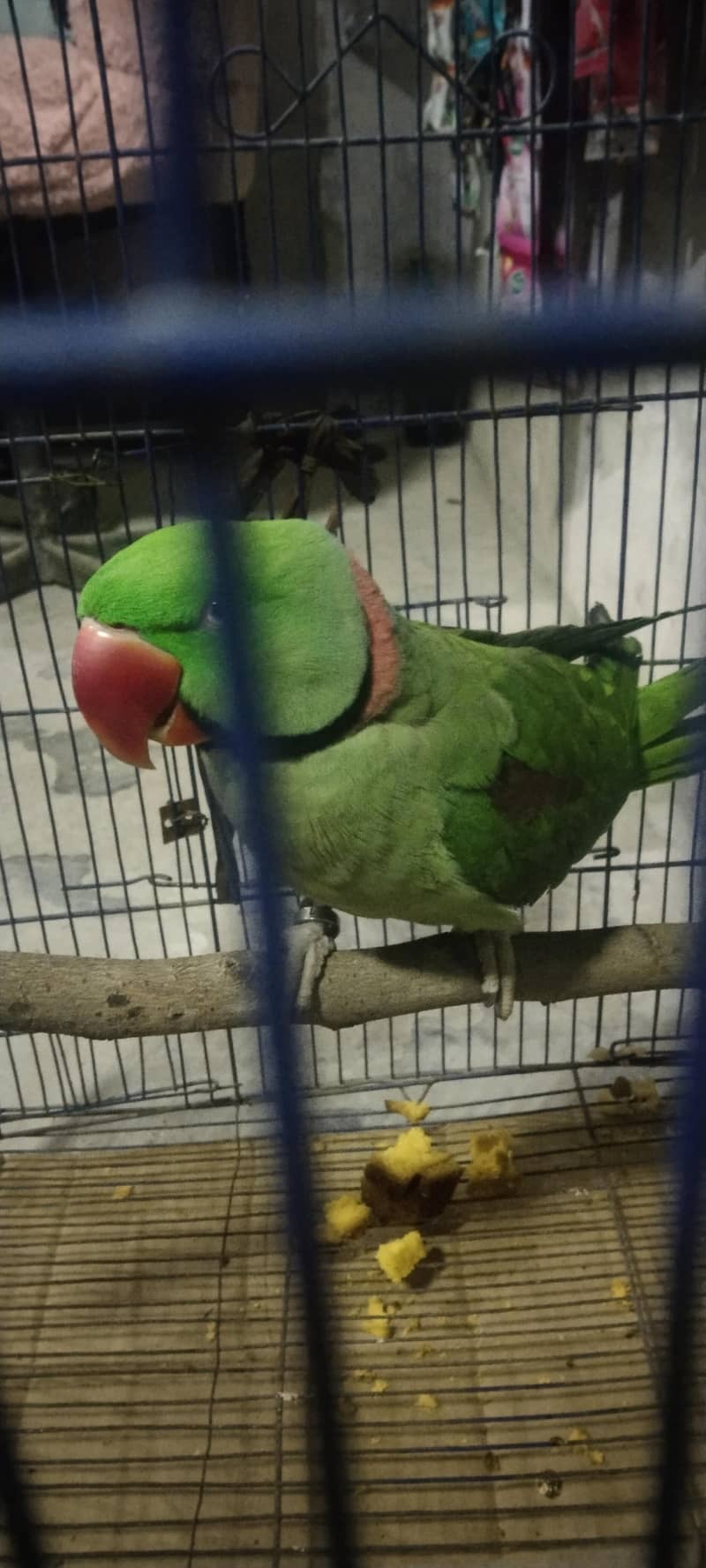 بریڈر طوطا ہے بہت اعلیٰ کوالٹی کا ہے 4