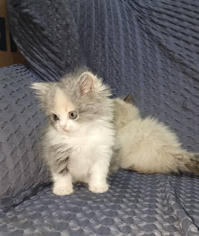 5 kittens available good quality 03174451778