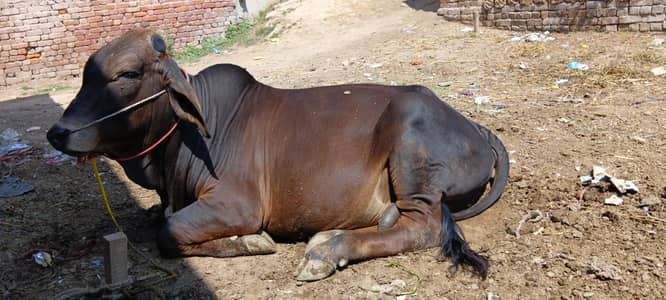 beautiful bull for sell