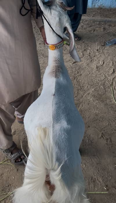 Qurbani 2026  2 Dant Khassi bakra