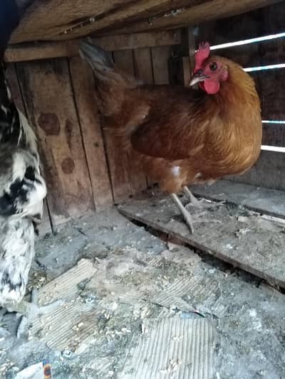 1 morgi or ak morga pair  for sale whatsup 03084970434