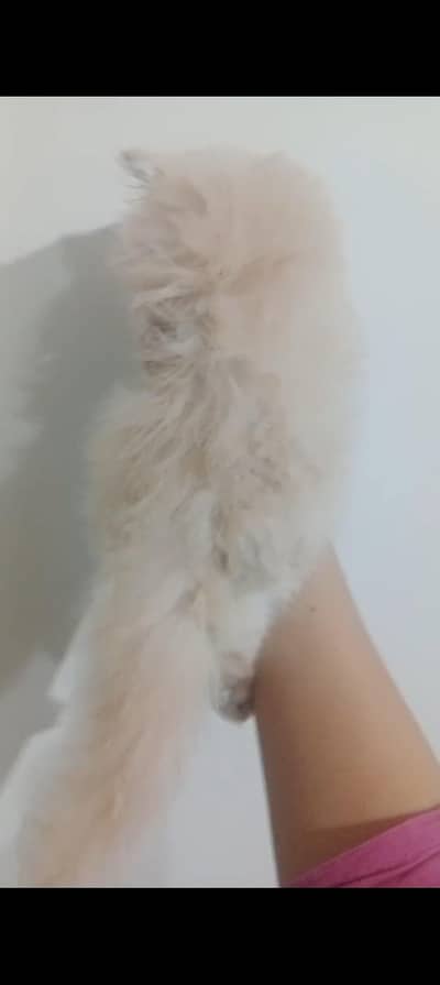 triple coated kitten in punch face